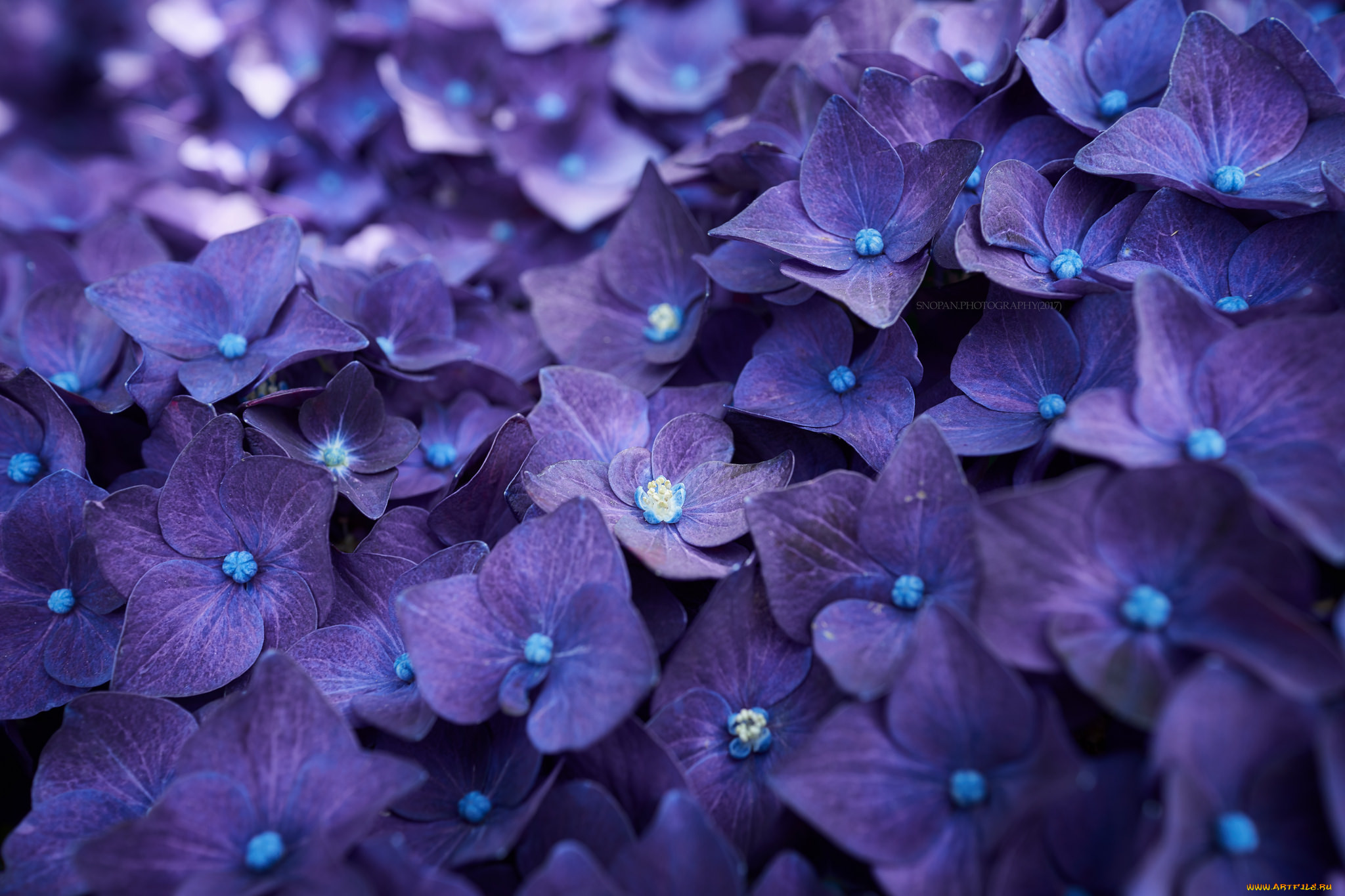 , , splendor, petals, flowers, blue, hydrangea, , , , 